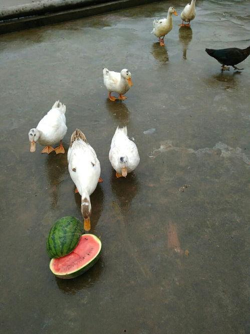 娱乐吃瓜鸭图片,揭秘娱乐圈那些不为人知的幕后故事